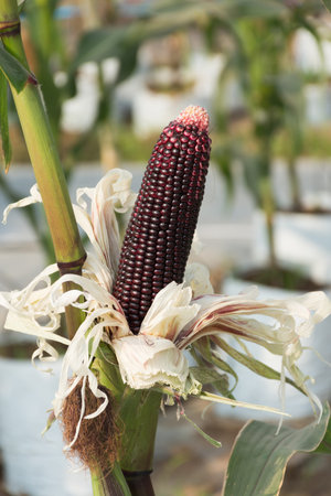 Corn on stalk in field,selective focus.