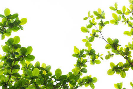 Green tree leave on white in garden,selective focus.の写真素材
