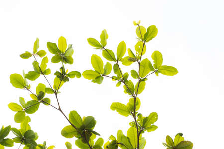 Green tree leave on white in garden,selective focus.の写真素材