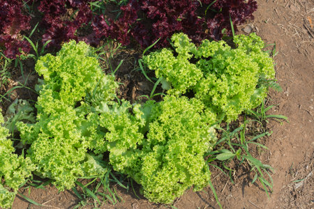 Fresh lettuce in farm,selective focus.の写真素材