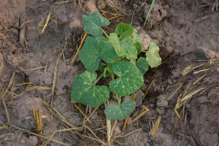 Fresh plant in vegetable garden,soft focus.の写真素材