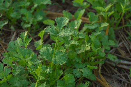 Fresh plant in vegetable garden,soft focus.