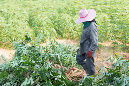 Mahasarakham,Thailand-May 1,2020:Farmer harvest cassava in farmland before rainy season.の写真素材