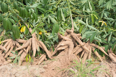 Mahasarakham,Thailand-May 1,2020:Farmer harvest cassava in farmland before rainy season.の写真素材