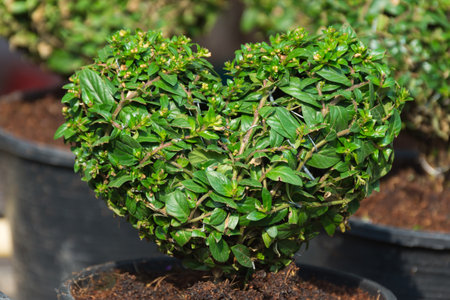 Heart shape plant in pot,soft focus.の写真素材