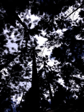 Lying under the blue skies and pine treesの素材