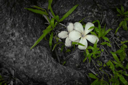 Plumeria falls in the mud tree Lonely atmosphereSelective focusImage style vintageの写真素材