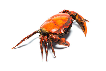 Steamed Field crab Crab  Isolated on white backgroundの写真素材