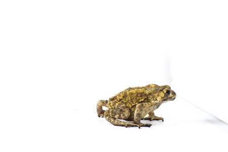 Frog on a white backgroundの写真素材