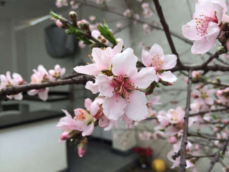 Early february Colorsの素材