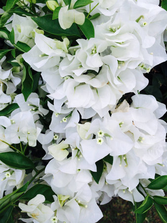 White flowersの素材