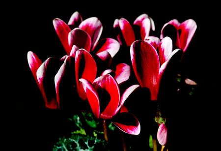 Flowers.の写真素材
