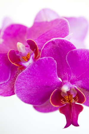 Flowers.の写真素材