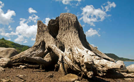 Tree log near a lake.の写真素材