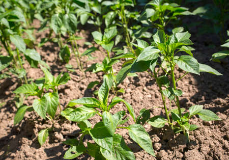 Herbs.の写真素材