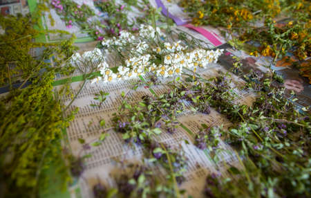 Matricaria, Galium verum, Thymus and Hypericum perforatum are dryingの写真素材