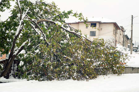 Broken walnut tree under the heavy snow.の写真素材