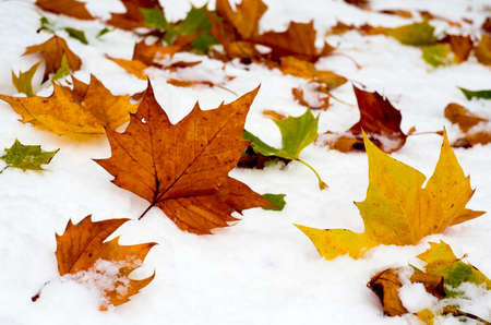 Fallen colorfil autumn leaves on the snow.の写真素材