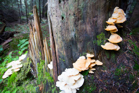 Pleurotus ostreatus, the oyster mushroom, is a common edible mushroom.の写真素材