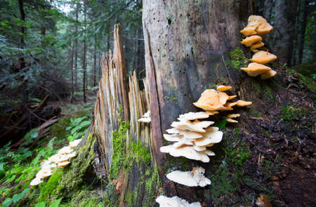 Pleurotus ostreatus, the oyster mushroom, is a common edible mushroom. の写真素材