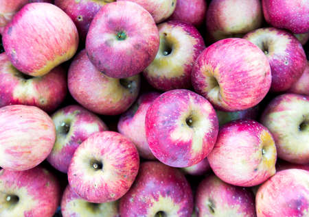 Many red apples freshly harvested.の写真素材