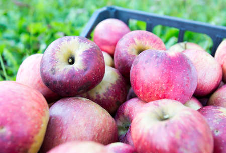 Crate of apples over grass.の写真素材
