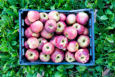 Crate of apples over grass.