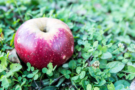 Red apple over grass freshly harvested.の写真素材