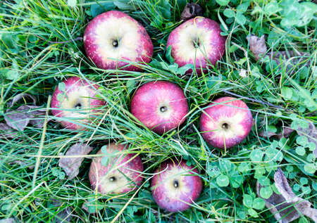 Fresh red apples over grass.の写真素材