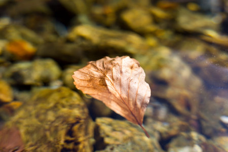 Autumn leaf in a clean transparent water of a mountain river.の写真素材