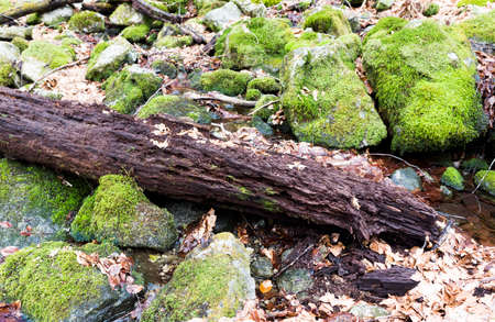 Falled rotting tree on mossy rocks in a rainy forest.の写真素材
