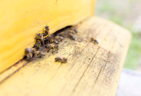 Honey bees are flying in and out of an yellow hive gathering pollen for honey.