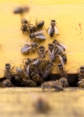 Honey bees are flying in and out of an yellow hive gathering pollen for honey.