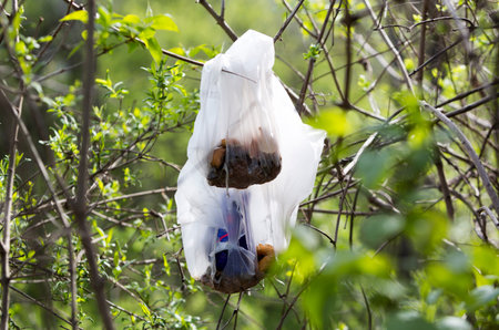 Plastic trash is thrown in the branches of a tree near a highway.の写真素材