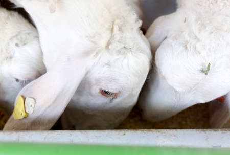 Young white lambs are feeding in a farm.の写真素材