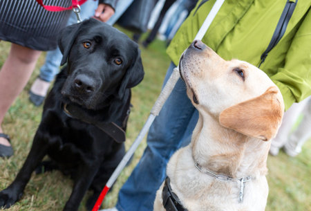 Blind people and guide dogs during the last training for the animals. The dogs are undergoing...