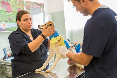 Sofia, Bulgaria - December 18, 2015: A dog is being prepared by a nurce for an operation in a veterinary clinic. The surgery is skin-grafting sfter the dog was injured in a dog fight.のeditorial素材