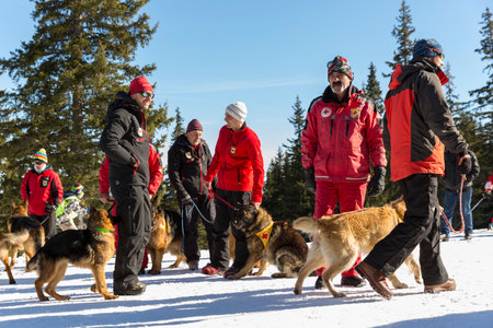 Sofia, Bulgaria - January 28, 2016: Saviors from the Mountain Rescue Service at Bulgarian Red Cross are training with their rescue dogs a situation of people buried in an avalanche.のeditorial素材