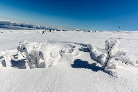 Frozen bushes high up in the snow covered mountain peak.の写真素材