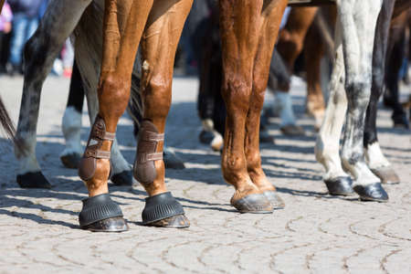 The legs of horses of Horse police units. Policemen and policewomen are participating in a parade at Saint Theodore's day.の写真素材