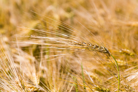 Wheat crop with a bug on it in a field. Ears of golden wheat close up.