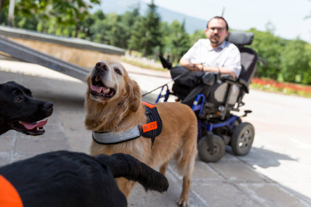 Sofia, Bulgaria - June 21, 2016: An assistance dogs are shown during a performance before given to an individual with a disability. The animal is trained by an assistance dog organization with the help of a professional trainer.のeditorial素材
