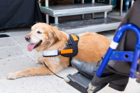 An assistance dog is trained to aid or assist an individual with a disability.の写真素材