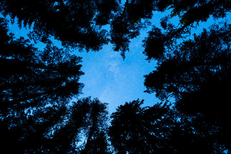 A view of the stars of the Milky Way with a pine trees forest silhouette in the foreground. Night...