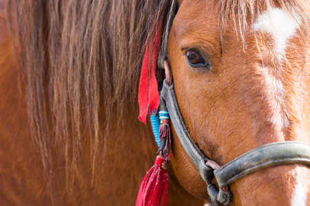 Close up of a head of a brown horse. Super closeup.の写真素材