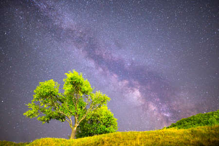 A view of the stars of the Milky Way. Green plum tree with plums high in the mountain in the foreground. Night sky nature summer landscape. Perseid Meteor Shower observation.の写真素材