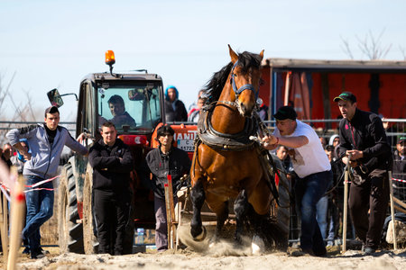 Sofia, Bulgaria - 3 March, 2017: Horses and their owners participate in a heavy pull tournament. The animals has to pull a load of hundreds of kilograms on a 30 m. track.のeditorial素材
