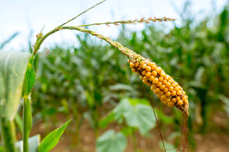 Fresh cob of ripe corn in the green field.の写真素材