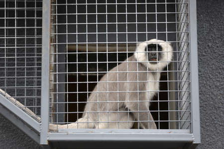 Gray langur monkey is seen in captivity in a zoo cage.の写真素材