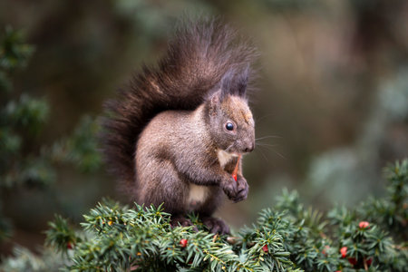 Squirrel eats fruits of a Taxus baccata (European yew) tree.の写真素材